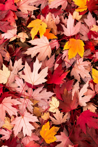 осень, leaves, macro, листочки, leave, макро, листья, autumn