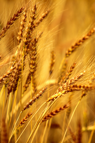 рожь, macro, обои, поле, фон, макро, пшеница