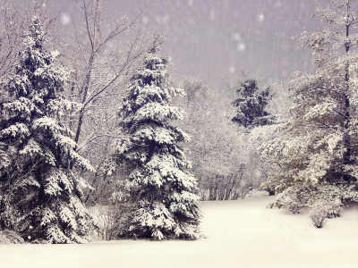 природа, зима, ёлки, елки, ветки, деревья, снег