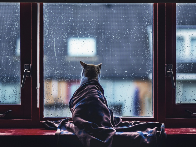 кошка, окно, дождь