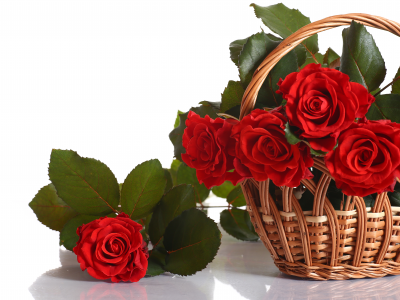 букет, лепестки, розы, красный, цветы