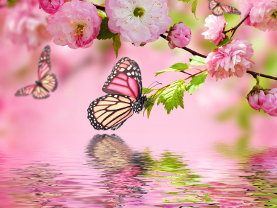 цветение, butterflies, весна, water, flowers, blossom, spring, reflection, pink