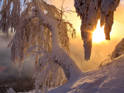лучи света, зима, снег, деревья, утро, солнце