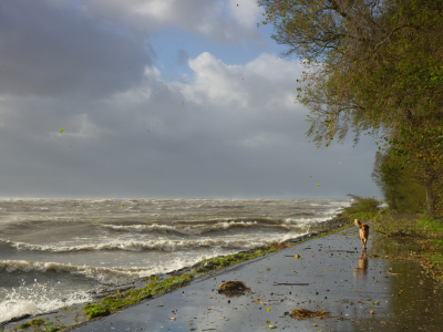 волны, собака, шторм, ветер, берег