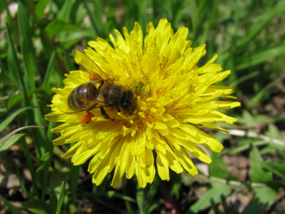 весна, одуванчик, пчела, мёд
