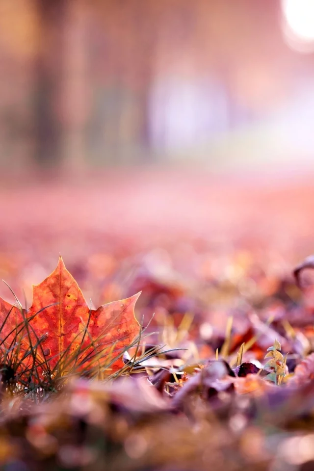 leave, осень, осень, листик, макро, листья, autumn, листочек