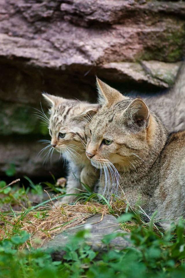 котенок, лежит, рядом, кошка, серая