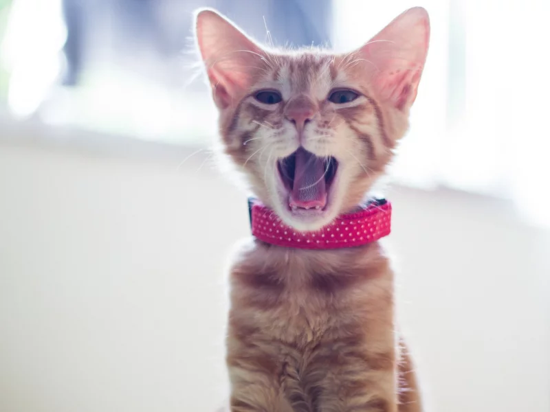  зевает, котёнок, ошейник, рыжий