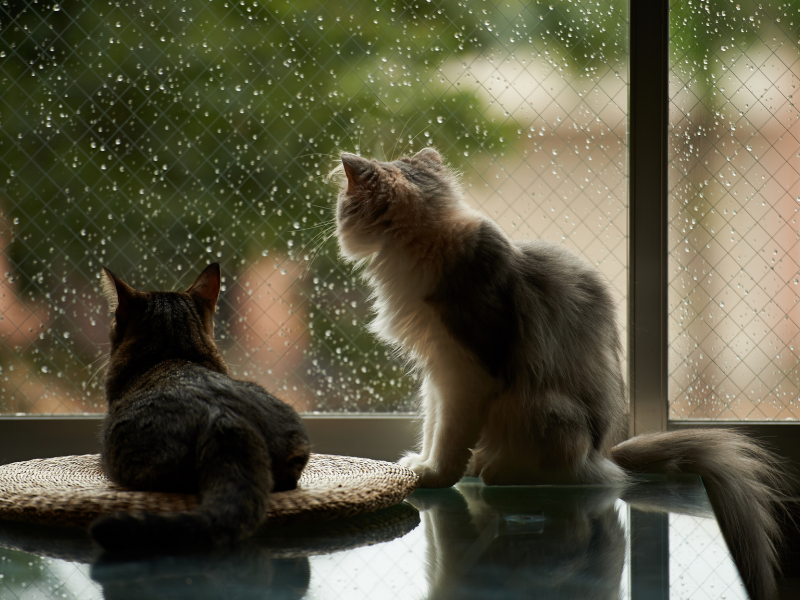 дождь, окно, кошки, дом