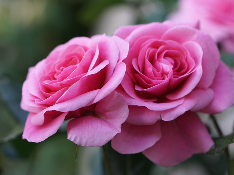 розы, розовый