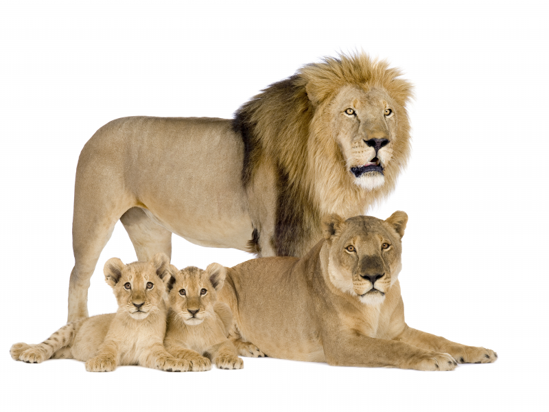 семья, лев, белый фон, львята, львица, львы
