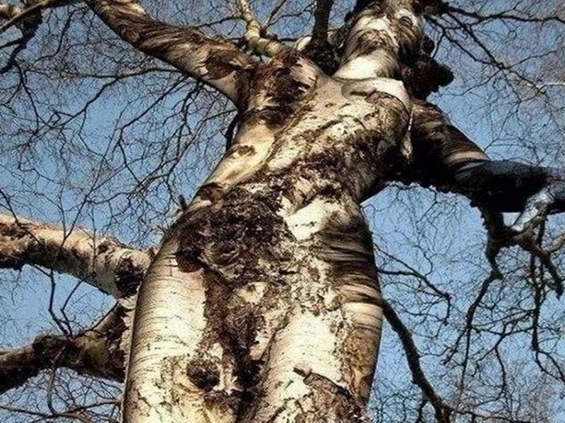 дерево, силуэт, девы