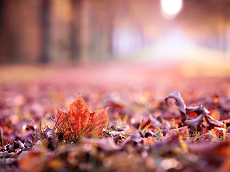 leave, осень, осень, листик, макро, листья, autumn, листочек