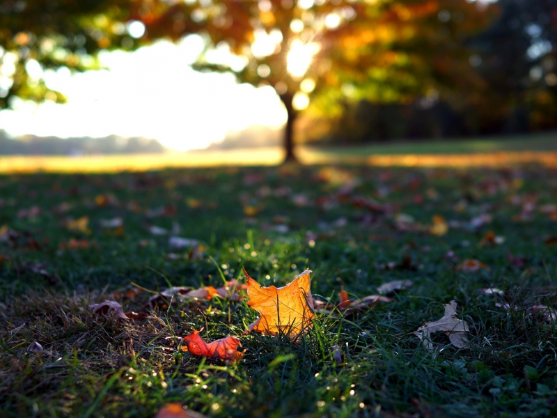 осень, листья, трава, макро, листочки, autumn, листопад