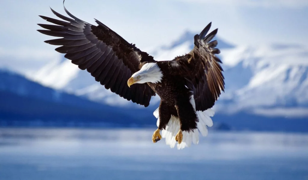 birds, eagle
