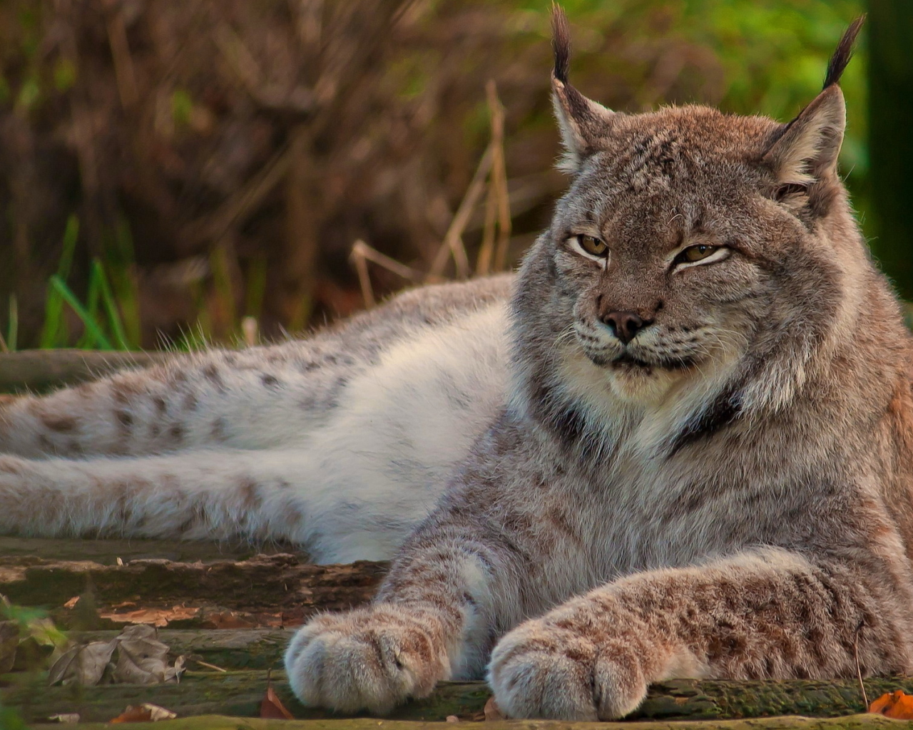 рысь, лежит, кошка