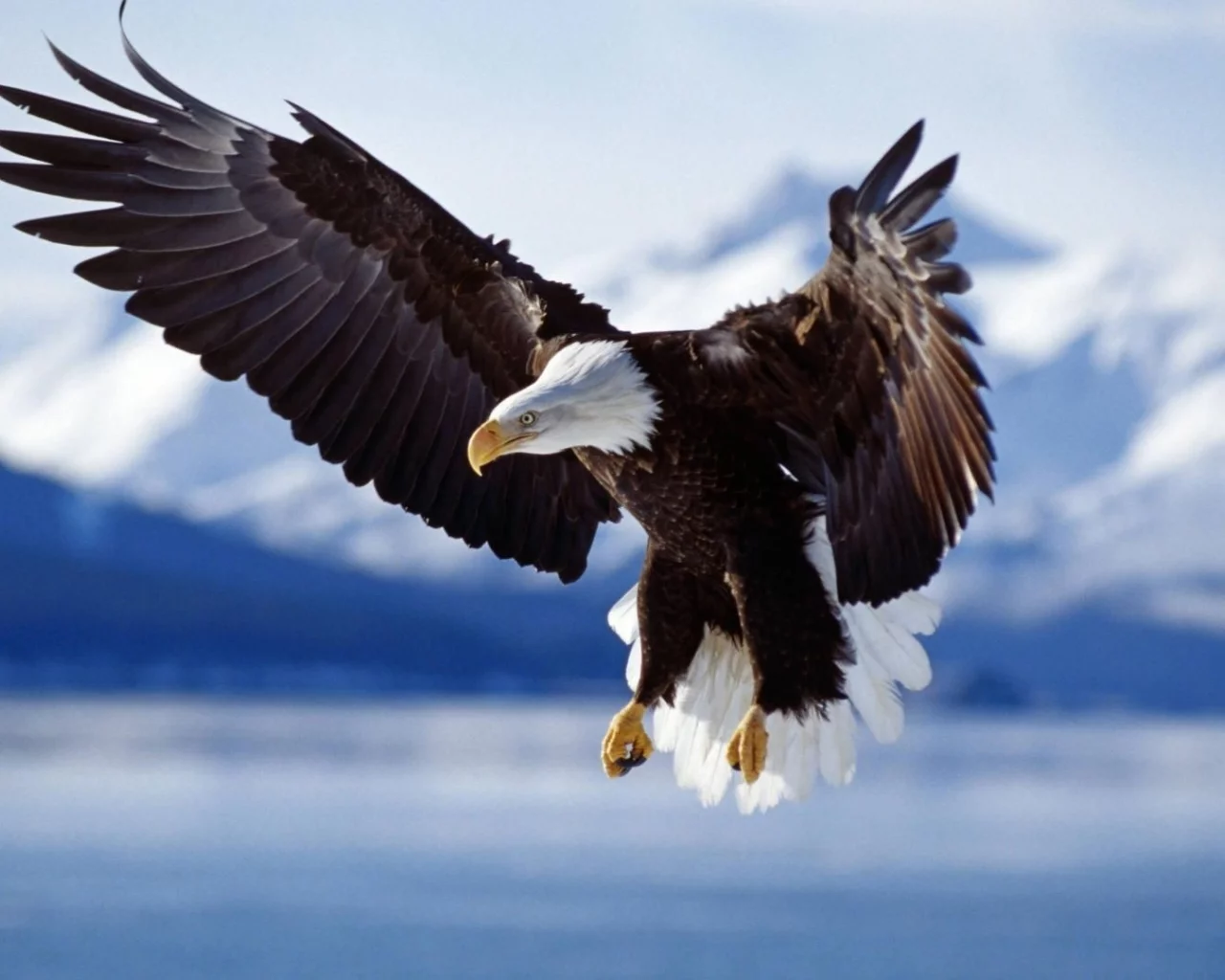 birds, eagle