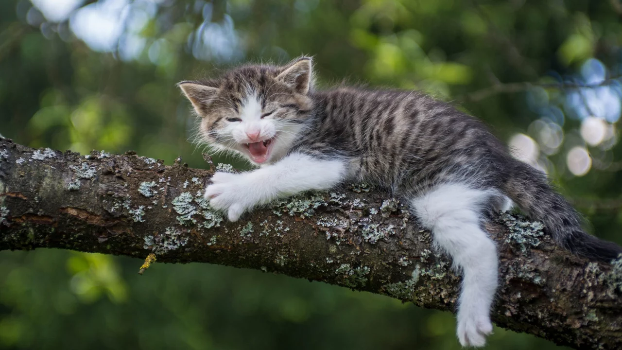 дерево, котёнок
