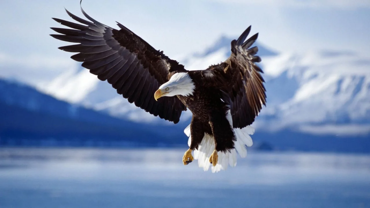 birds, eagle