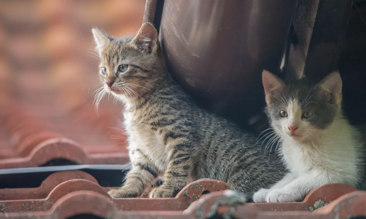 котята, крыша