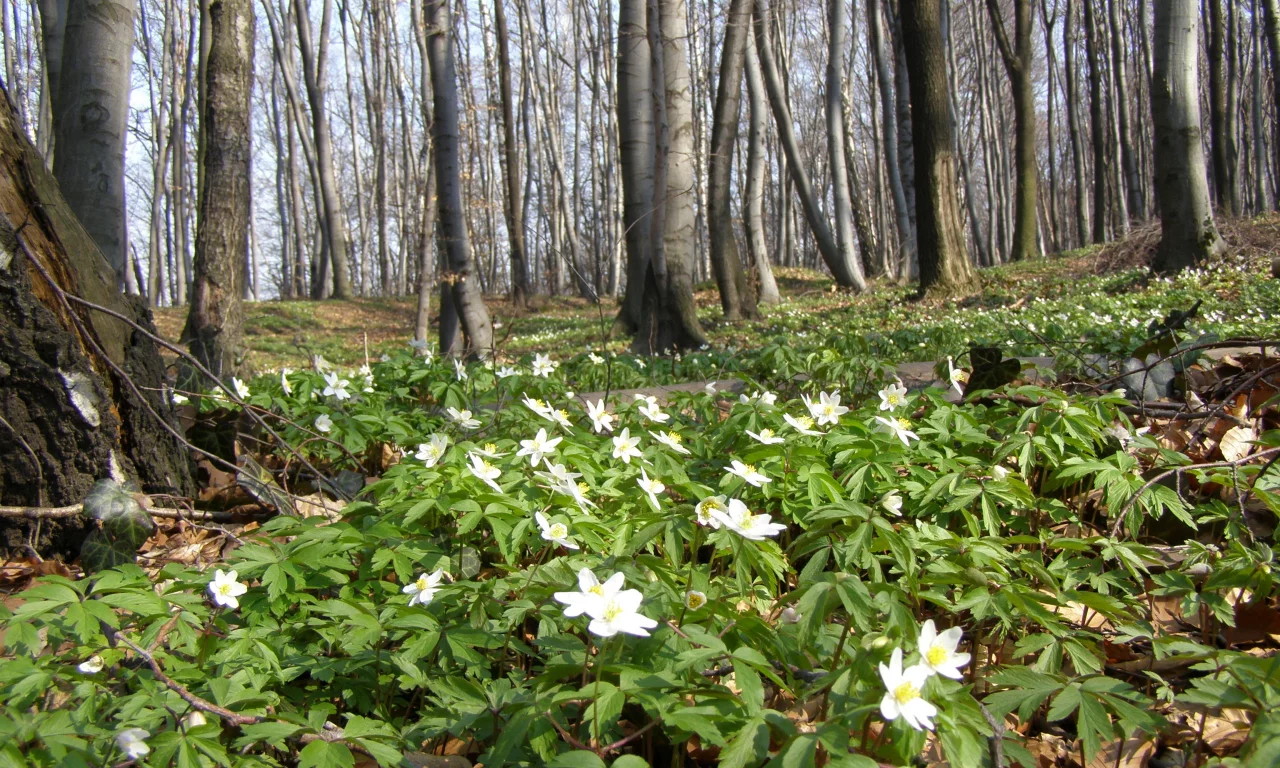 весна, март, лес, деревья, буки, цветы