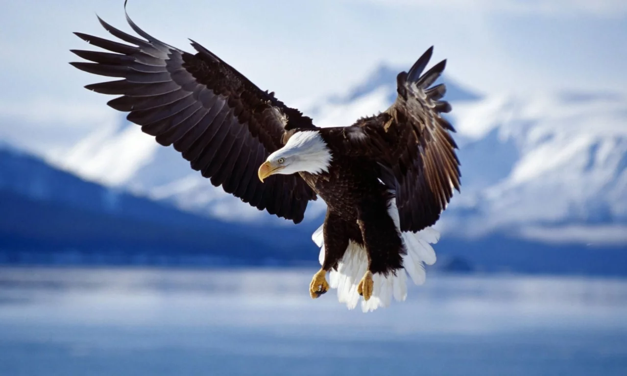birds, eagle