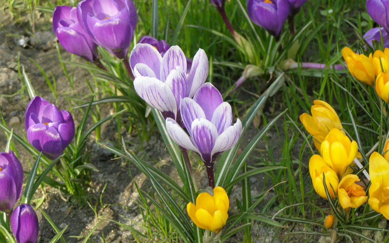 весна, цветы, крокусы