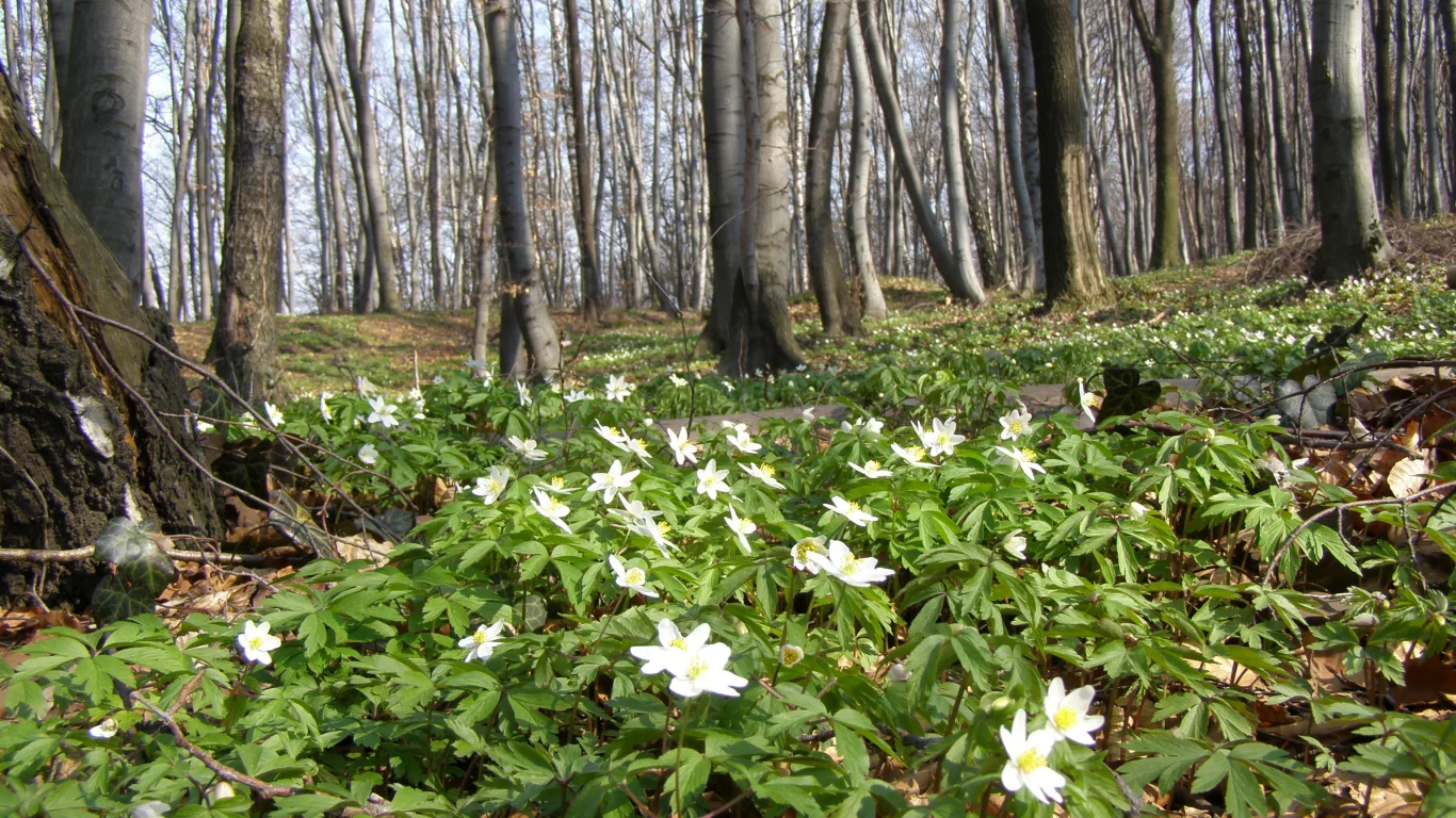 весна, март, лес, деревья, буки, цветы