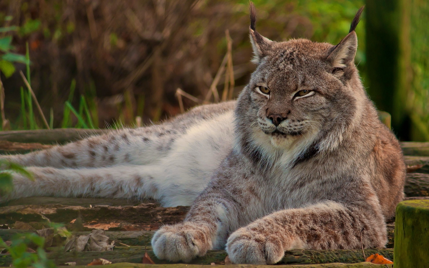 рысь, лежит, кошка