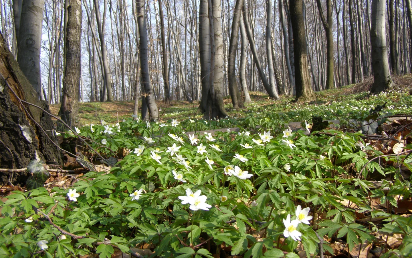 весна, март, лес, деревья, буки, цветы