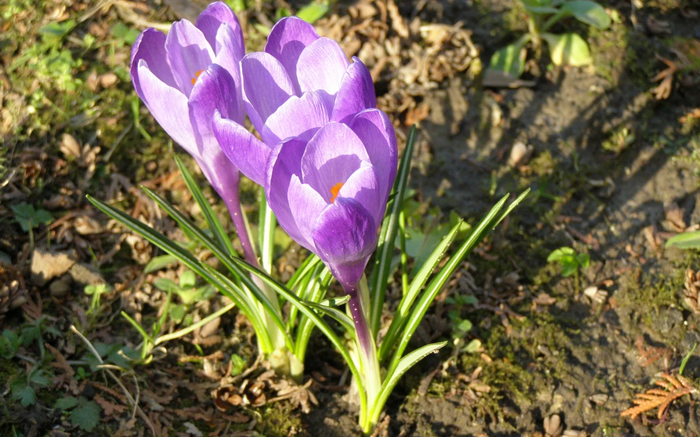 карпаты, весна, цветы, крокусы