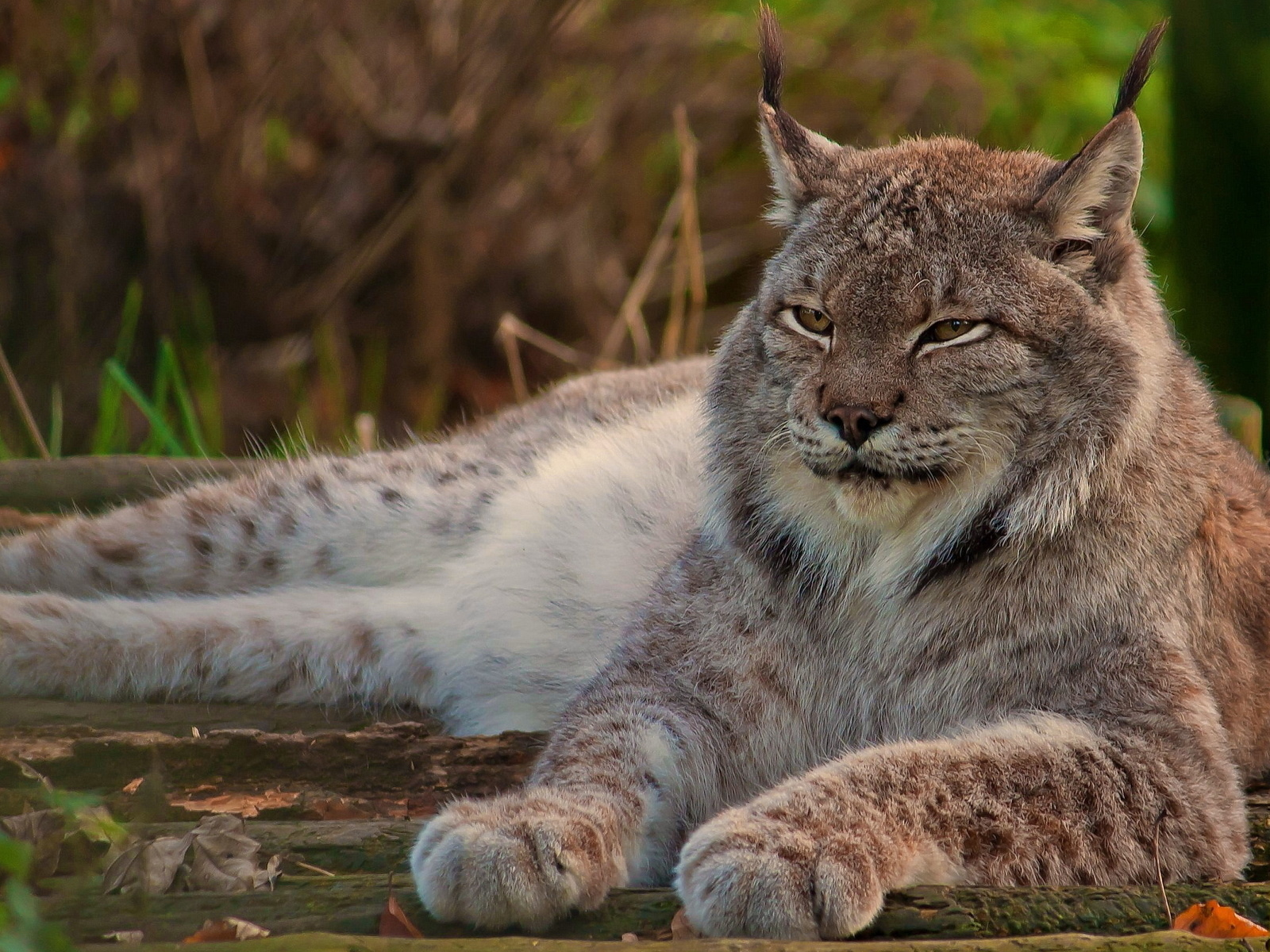 рысь, лежит, кошка