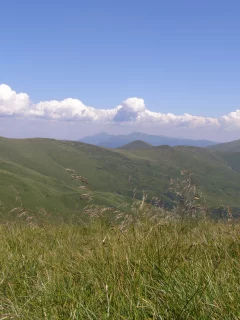 карпаты, горы, полоныны, трава, говерла, туризм