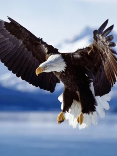 birds, eagle
