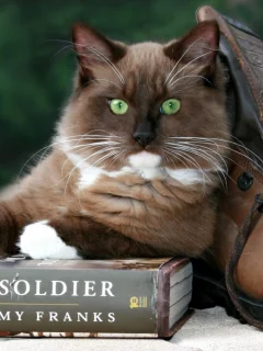 кот, книга, башмак
