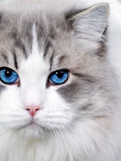 кот, взгляд