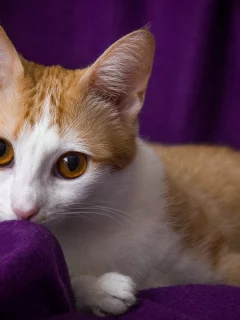 кот, взгляд