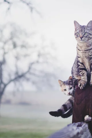кошки, туман