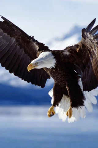 birds, eagle