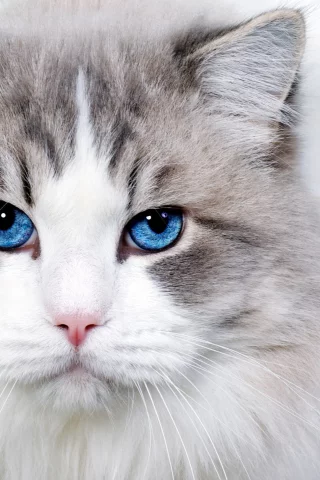 кот, взгляд