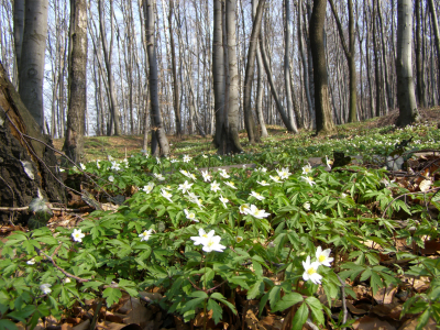 весна, март, лес, деревья, буки, цветы