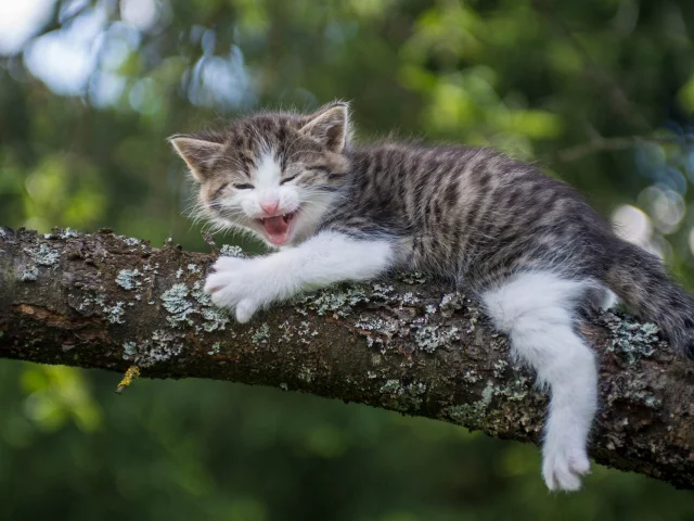 дерево, котёнок