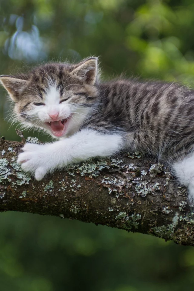дерево, котёнок