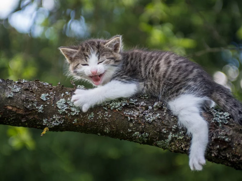 дерево, котёнок