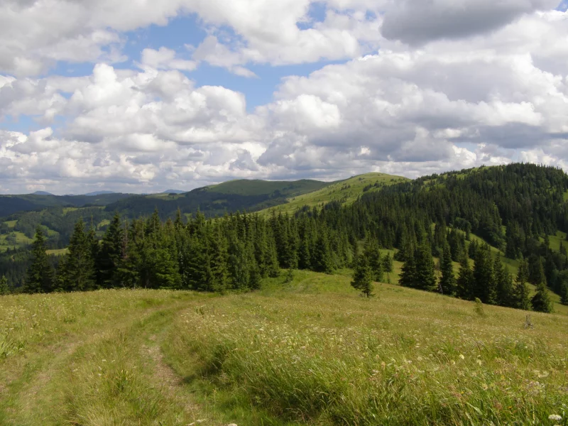 карпаты, горы, хребет полонынськый, вершины, лес, ёлки, полоныны