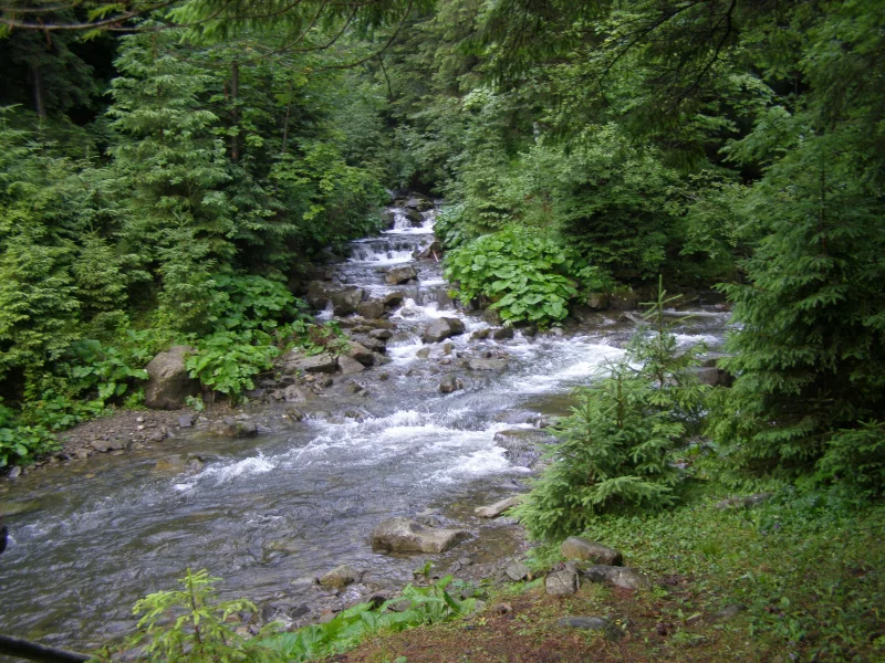 карпаты, горганы, лес, река, зубринка