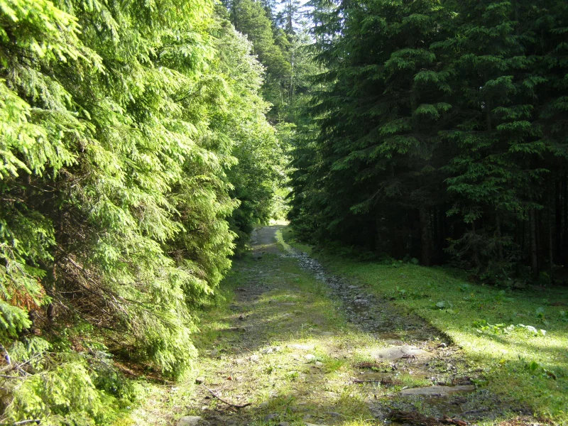 карпаты, горганы, лес, ели, дорога, туризм, отдых