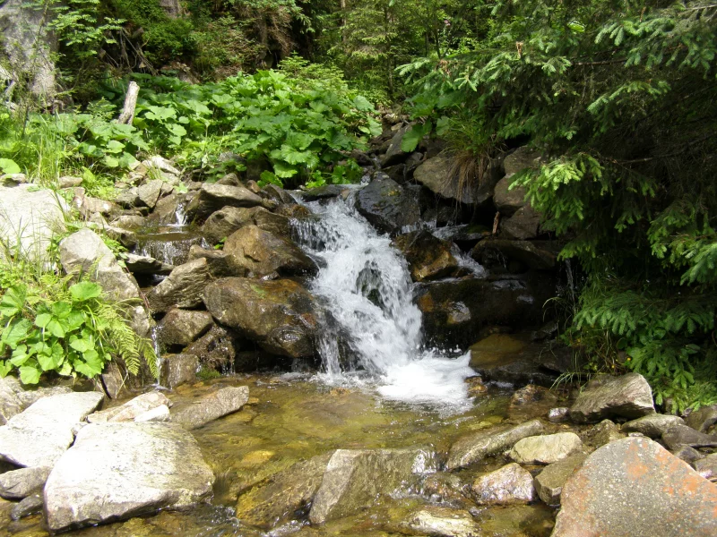 карпаты, горганы, лес, ели, ручей, камни, туризм