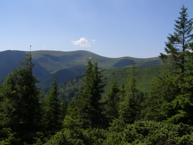 карпаты, горы, свидовец, лес, полоныны