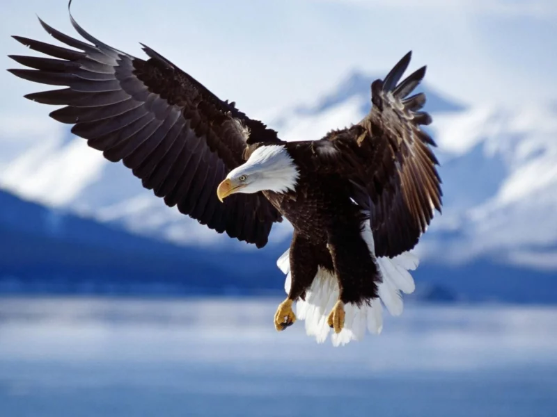 birds, eagle